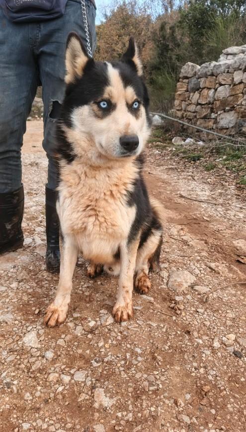 Simba, splendido simil Malamute dagli occhi color cielo Foto 5